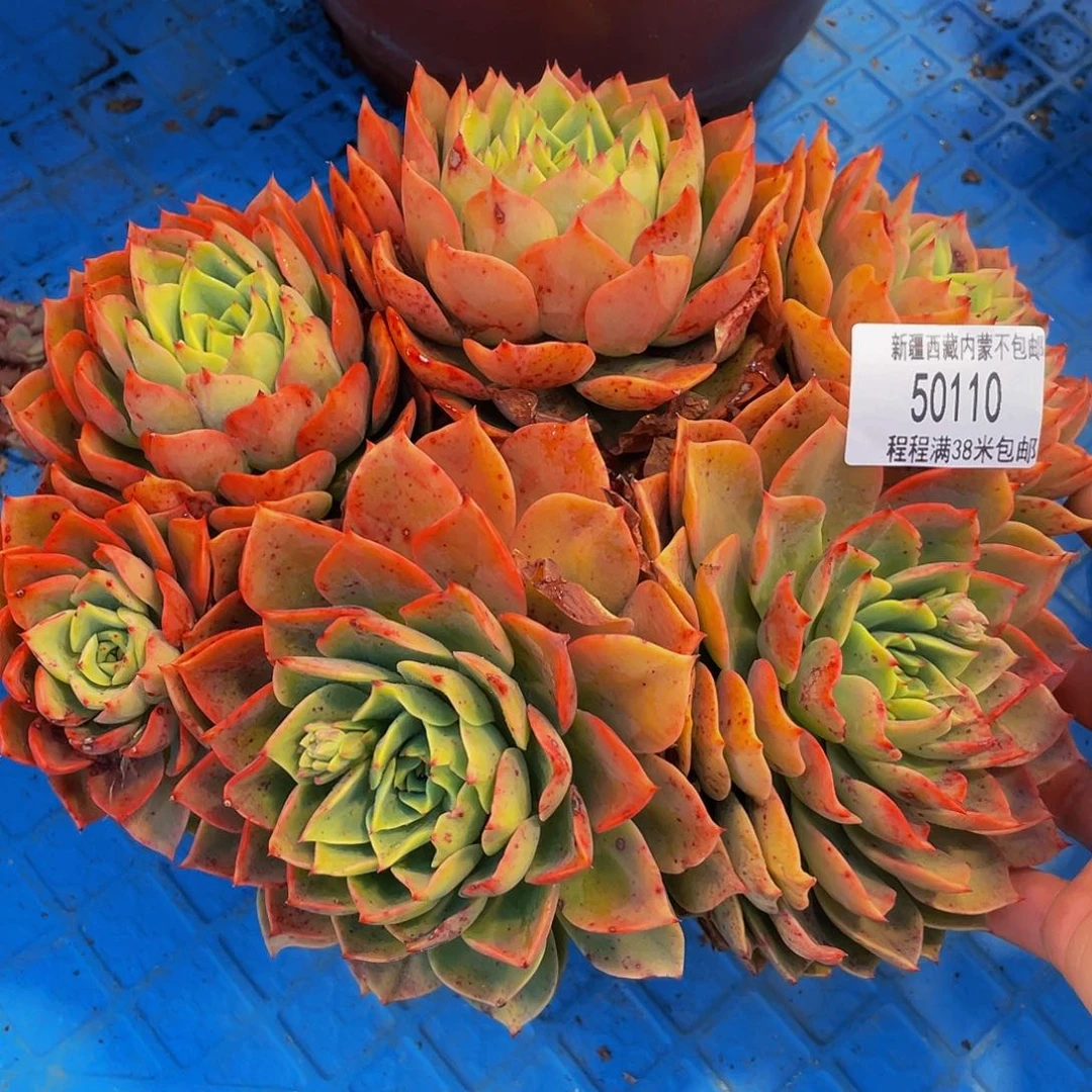 往**缘贝拉50110多肉