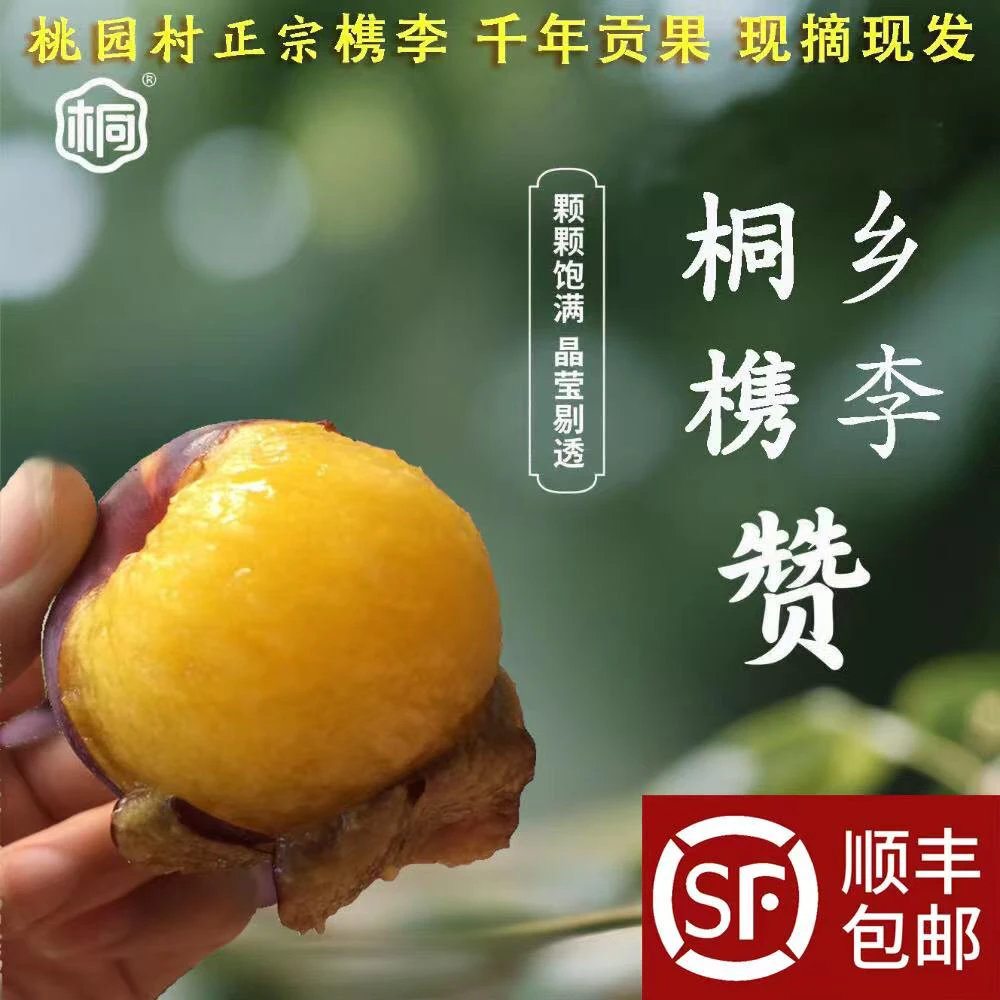 【正宗槜李】桐乡槜李桃园头槜李纯甜爆汁新鲜采摘水果醉李顺风包邮