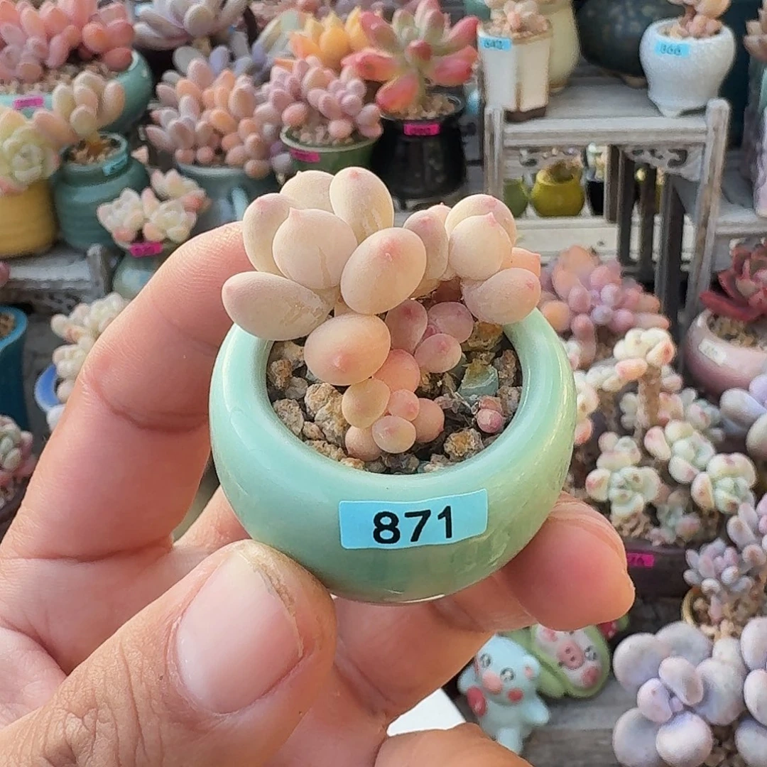 云***由一物一拍编号871