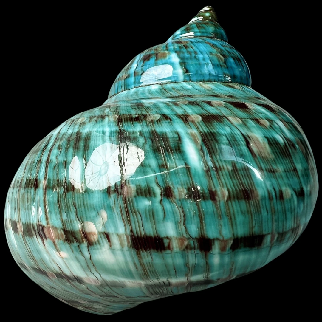 【帝王螺杯（特大！收藏）】100.4mm 赠1串杯托 天然贝壳 B6