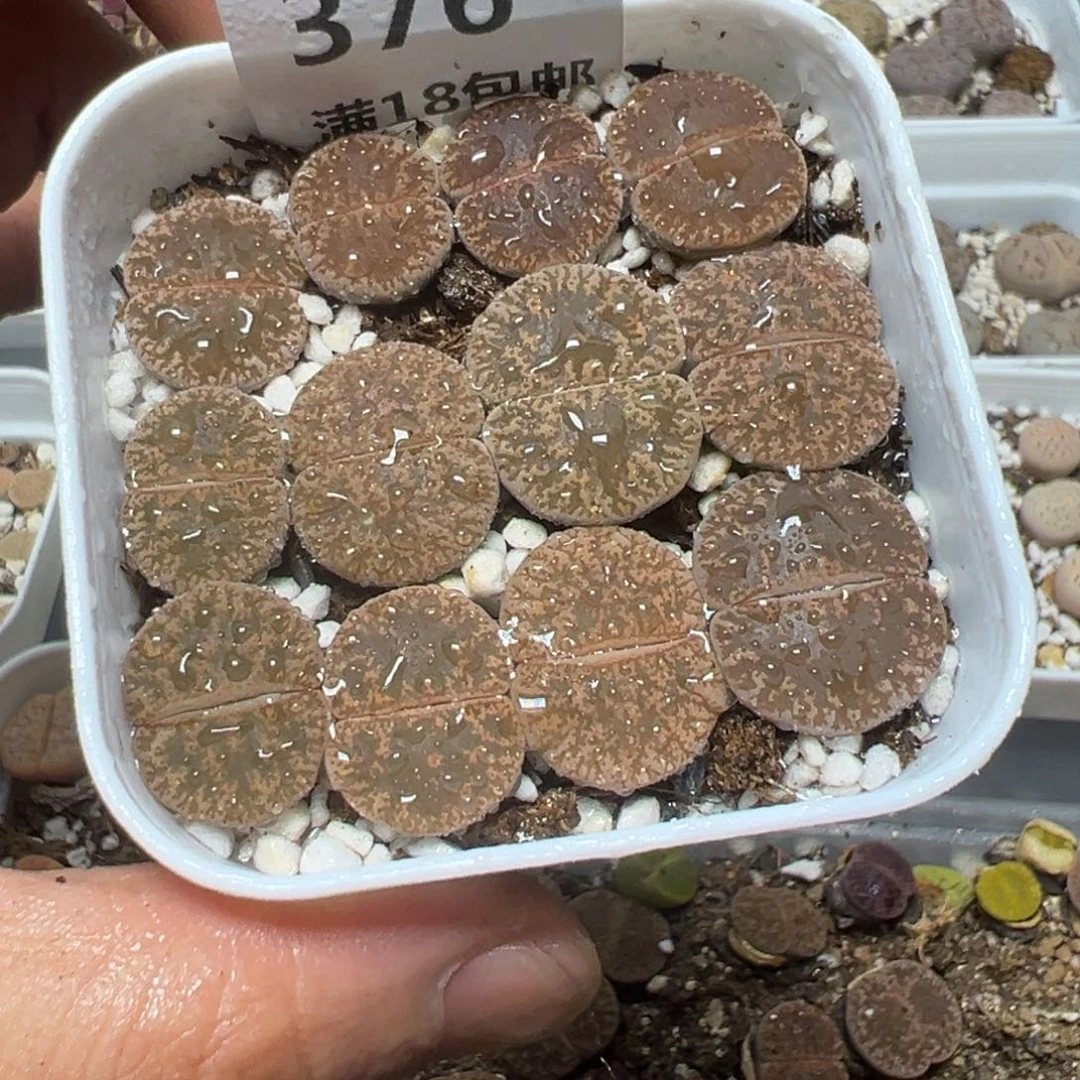 【闪购商品】 376。