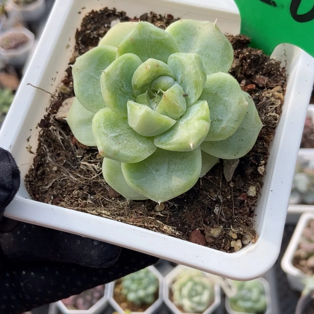 920入梦令石化多肉植物