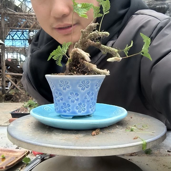 肖*波小盆景小植物一物一拍104