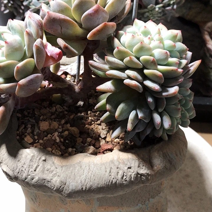 冬冬专拍多肉植物