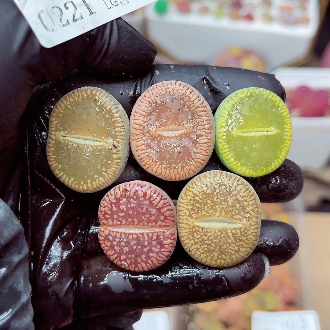 生石花满18包邮21-132