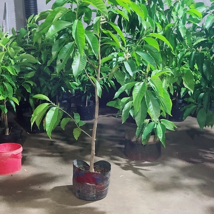 无花朵白兰花是真的好看