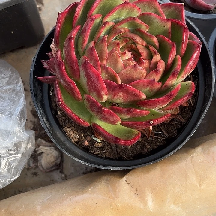 惊鸿仙子多肉植物128