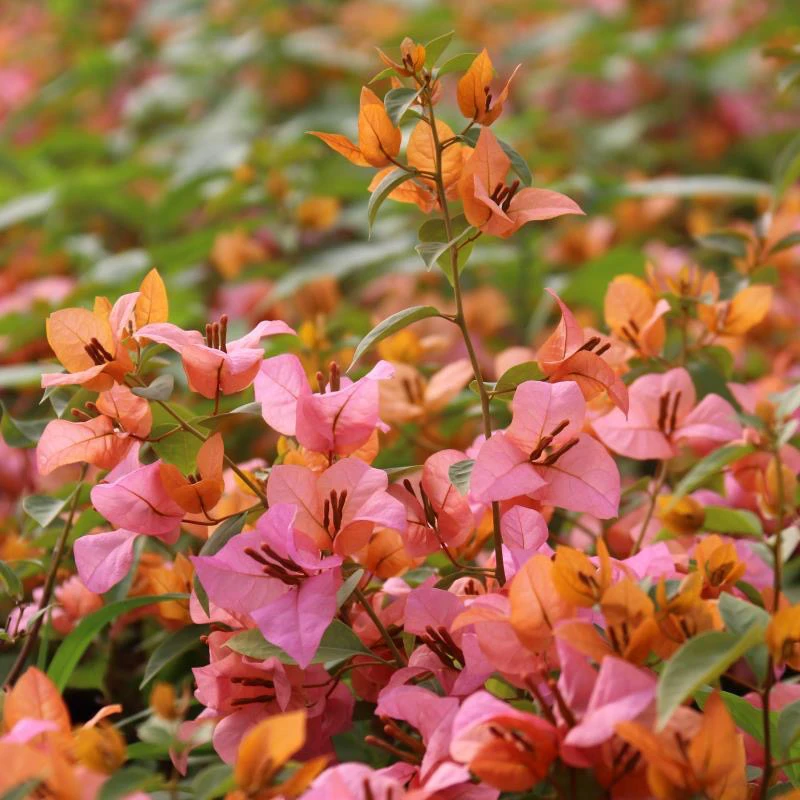 带盆(金发女郎)加仑盆发货 包对版三角梅 不带花 三角梅包对版