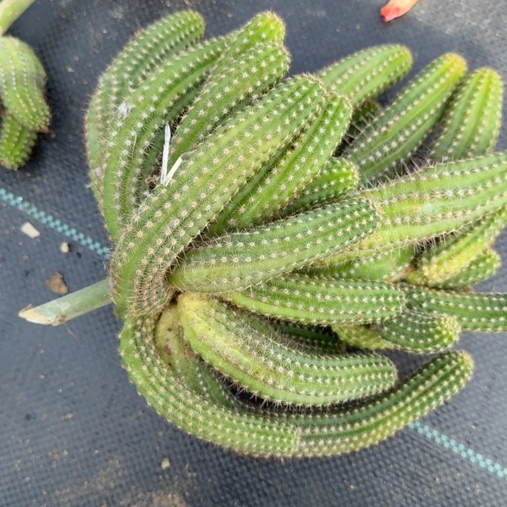 白檀仙人球群生511