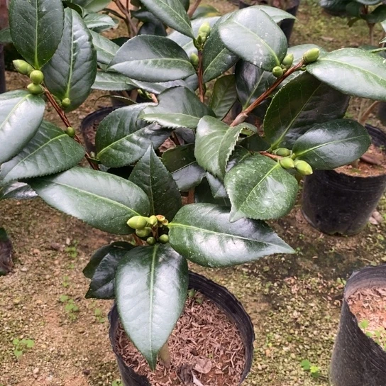 当前无花栽培后可以开花