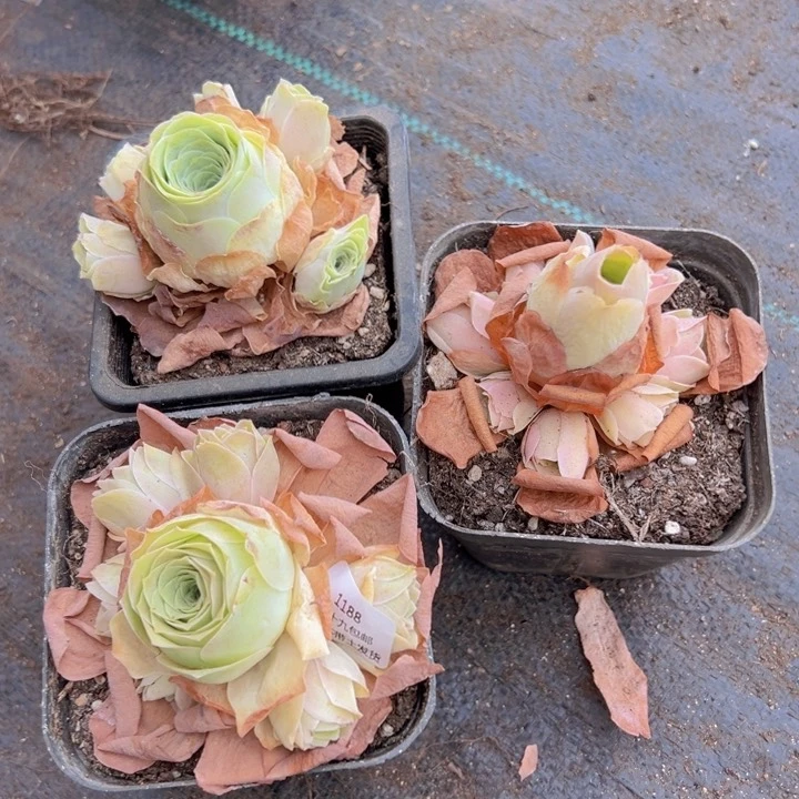 1188 裸根不带土发货不包损