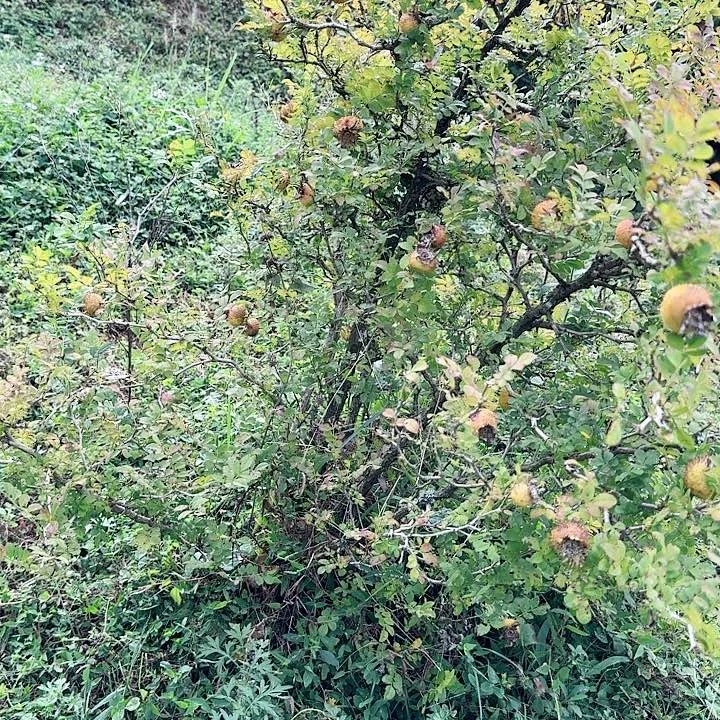 无花朵贵州大山刺梨树一棵