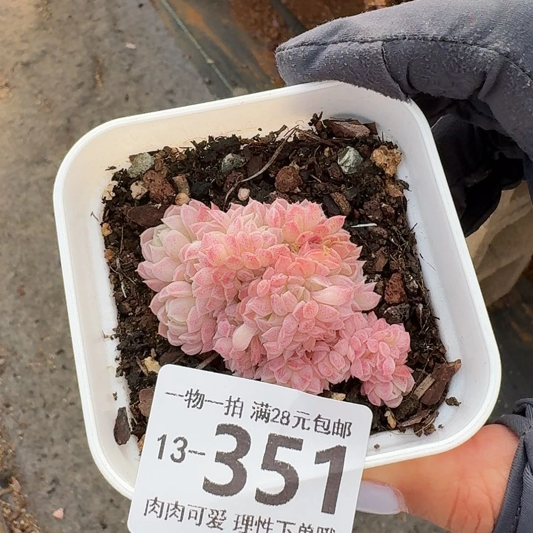 C***饭羊脂球缀无盆土发货