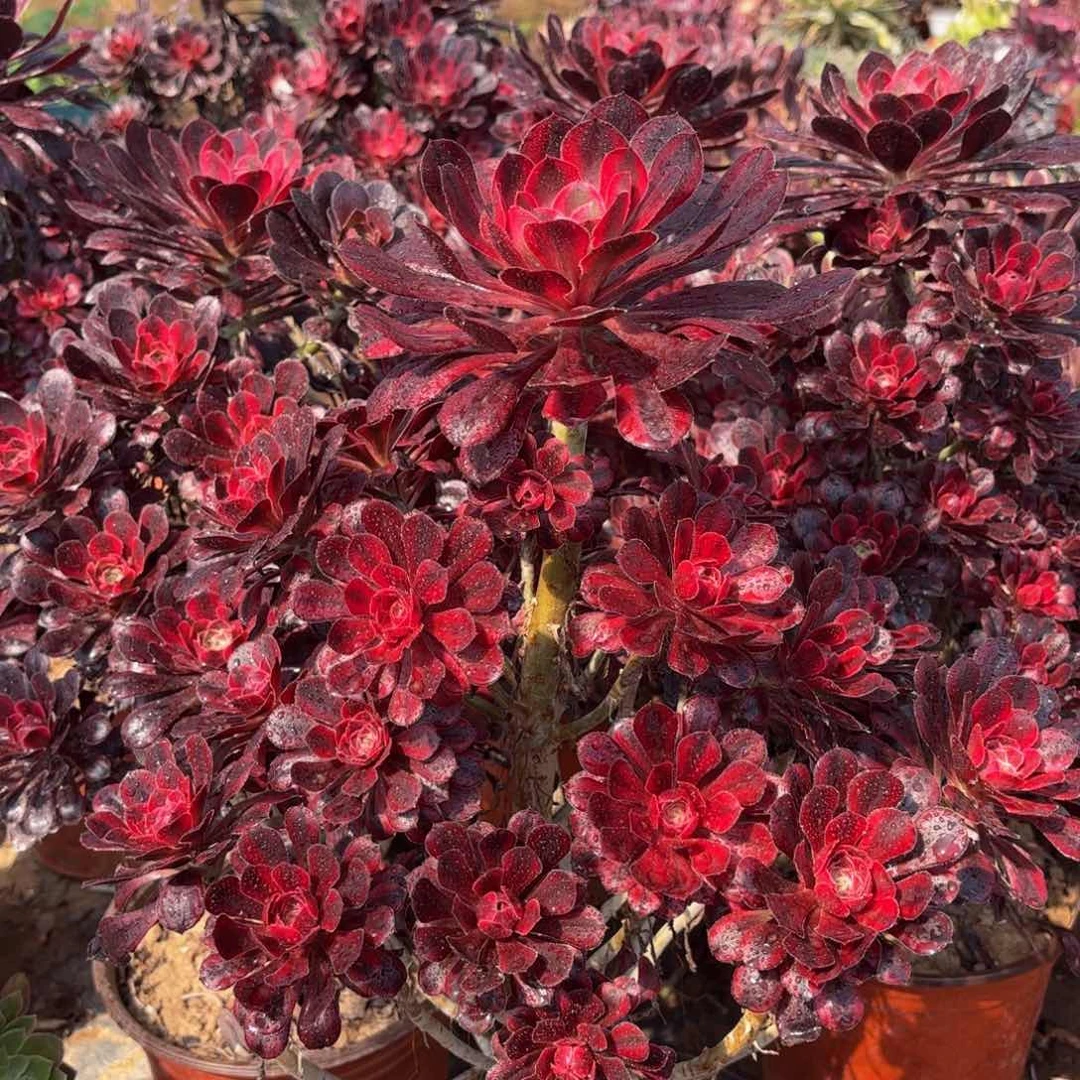 香奈儿木质老桩19.8法师