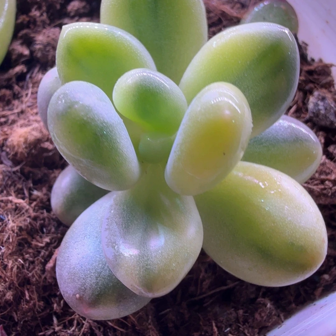 奶酪锦 多肉植物锦