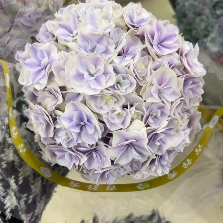 完全开放蓝盈绣球