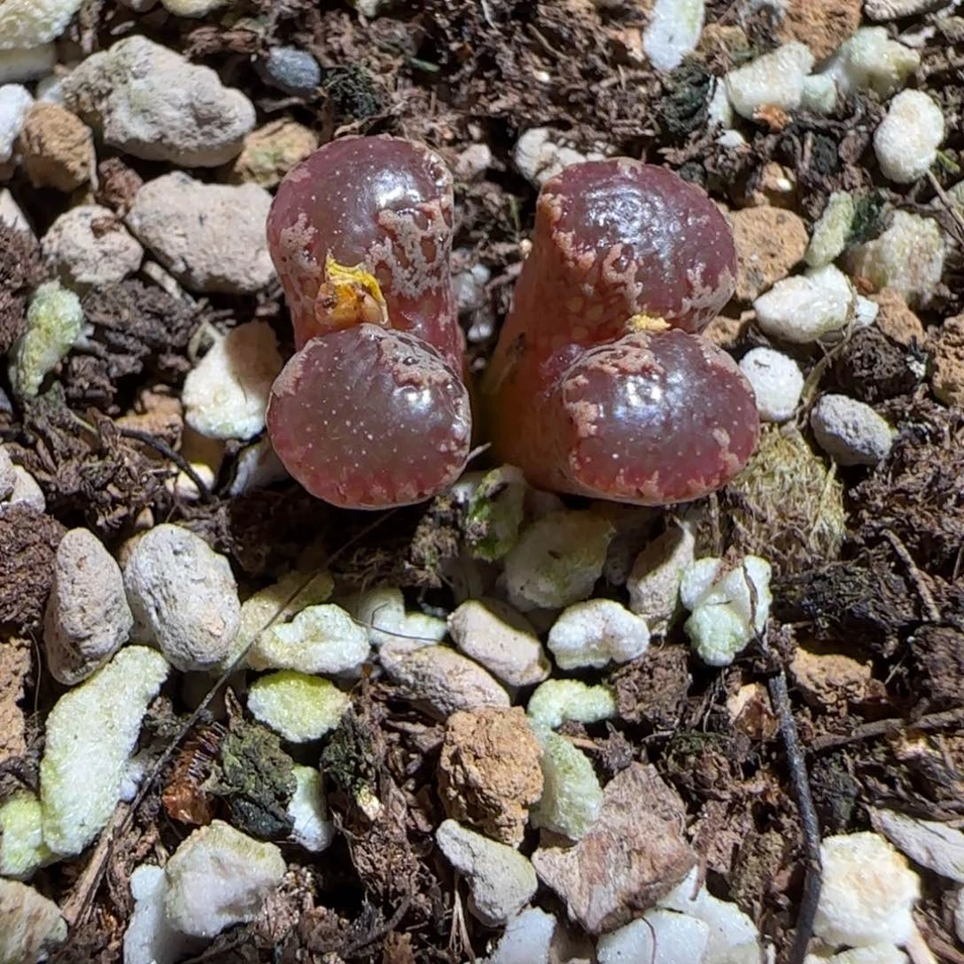 肉锥多肉植物组合-3km勋章1554