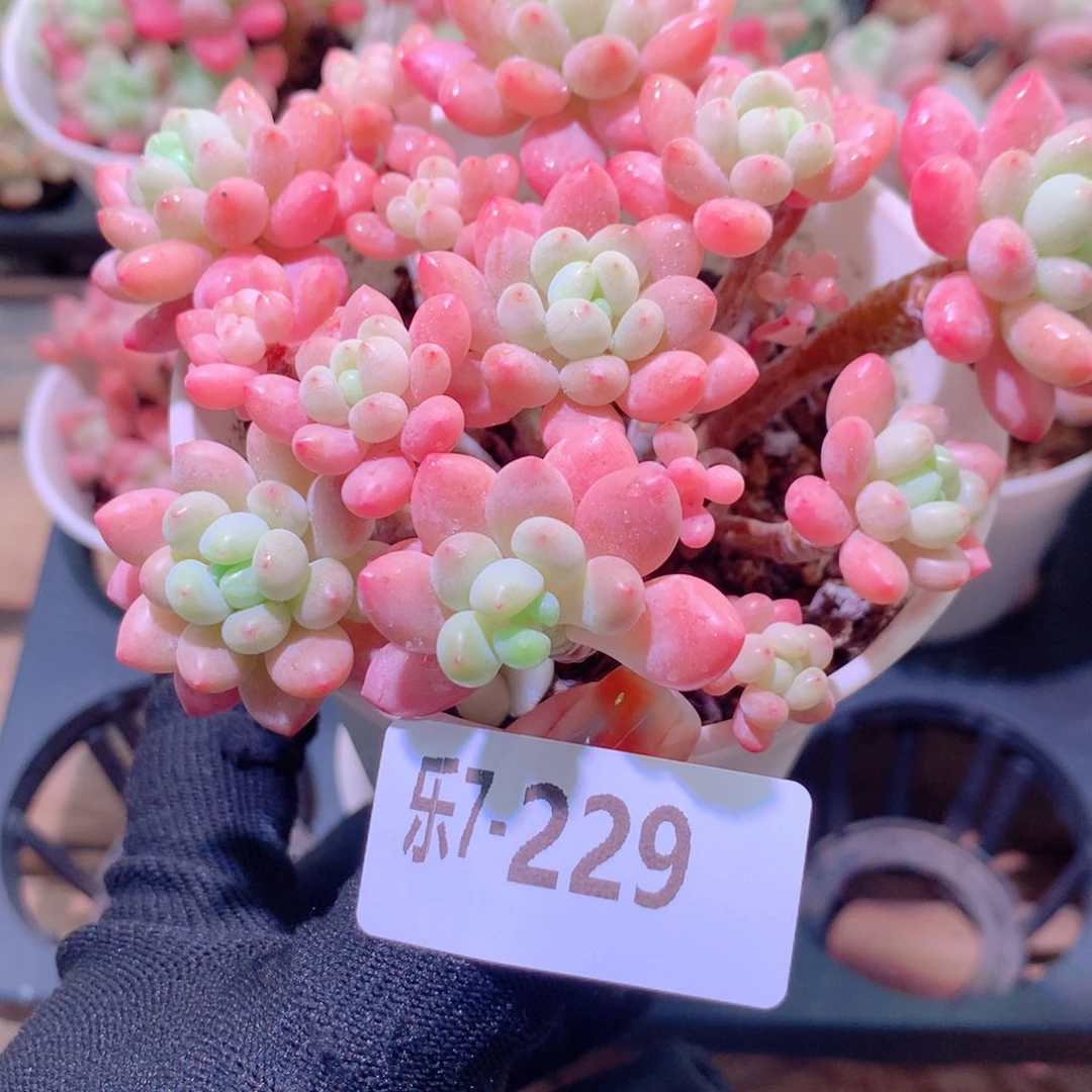 乐然7-229 洛可可群