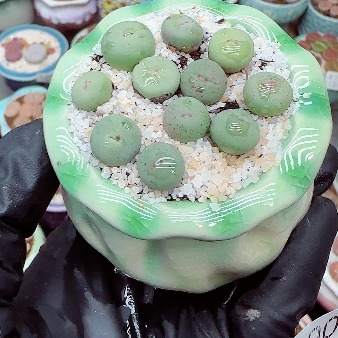 生石花满18包邮1210-100