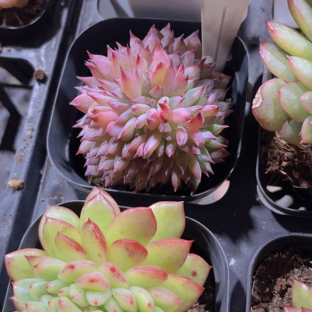 余*不知名缀a078一物一拍