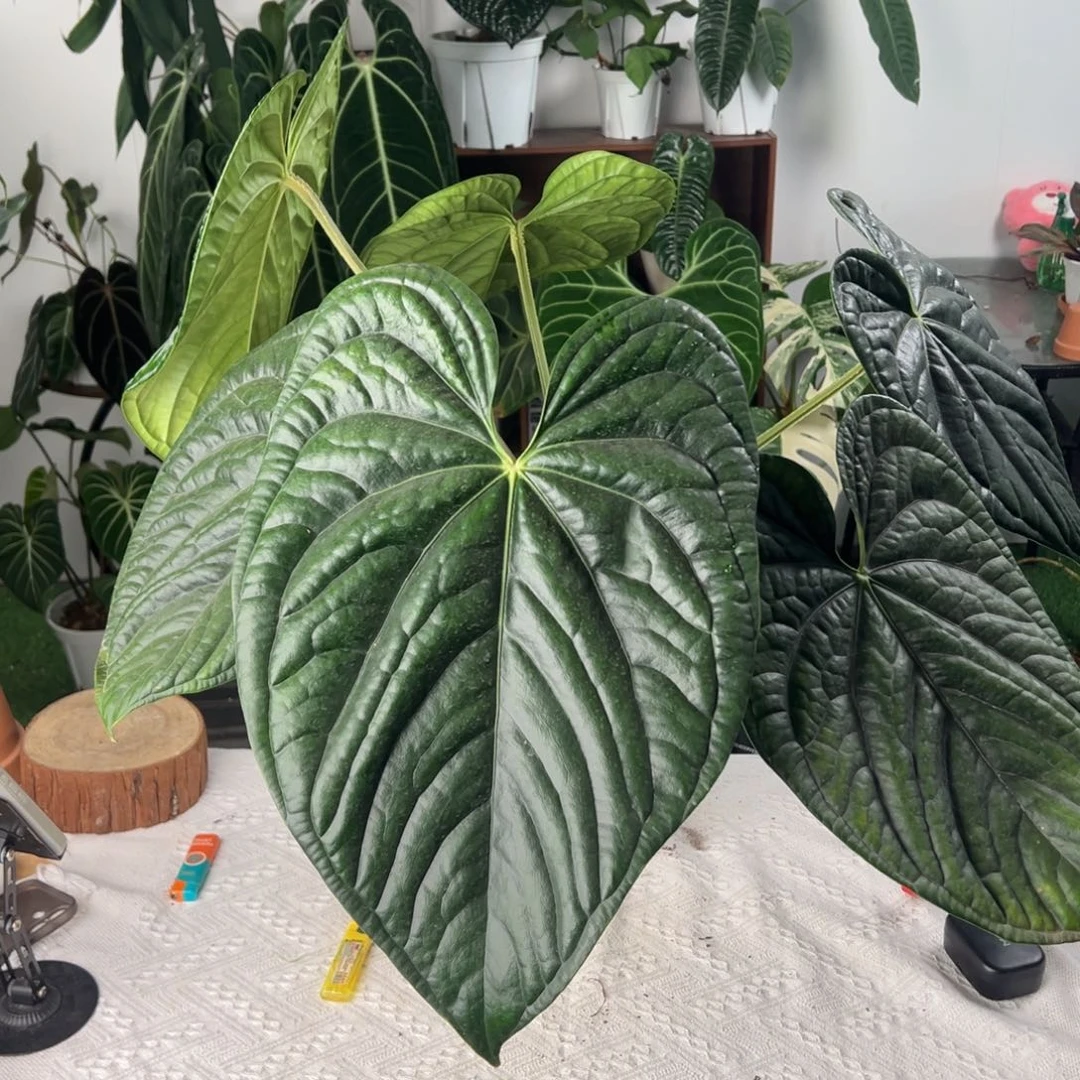 完全开放南美原桩黑奢母本