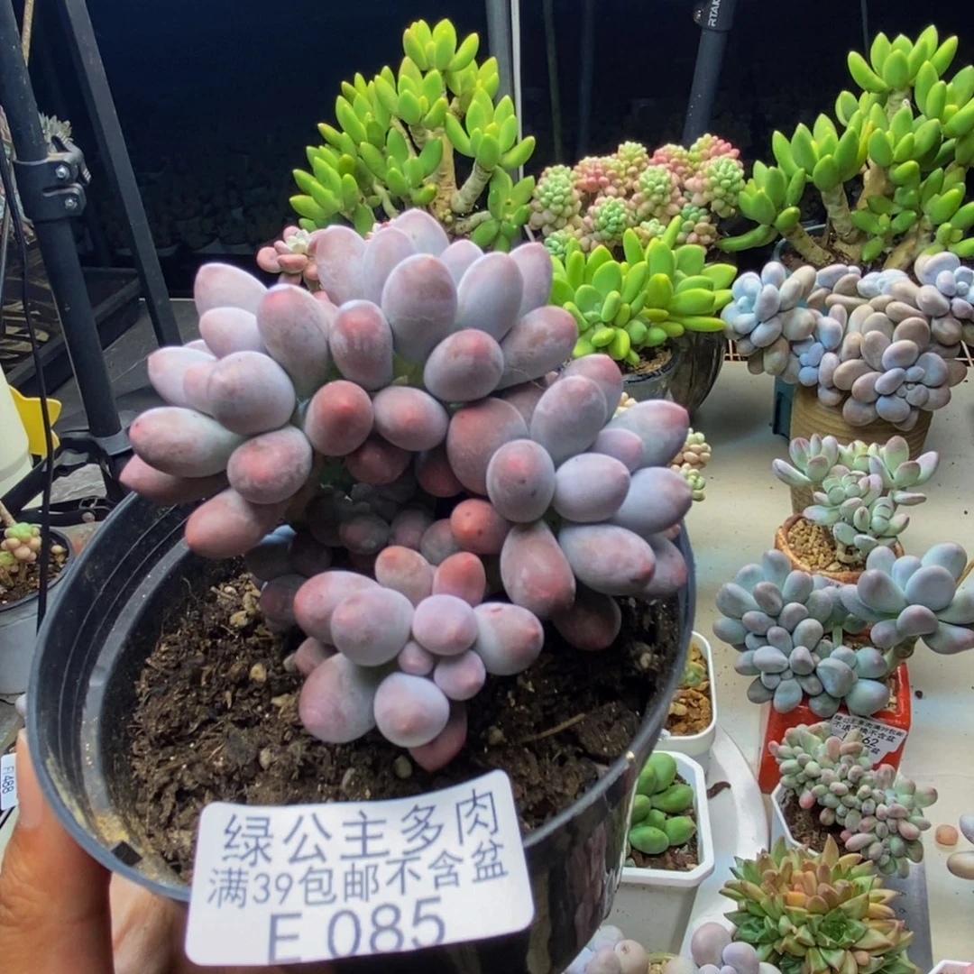 085丸叶汤圆多肉7cm