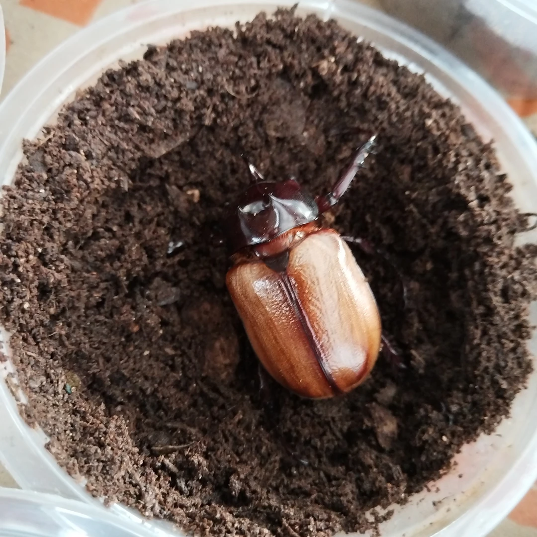 甲虫包成活售卖 五角大兜刚羽化成虫