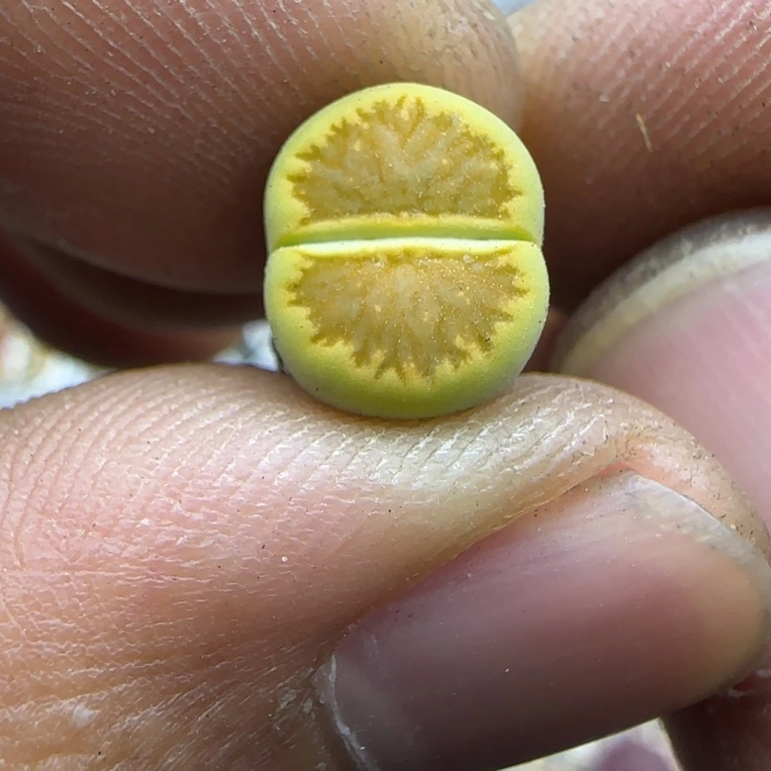 493 生石花大棚直播