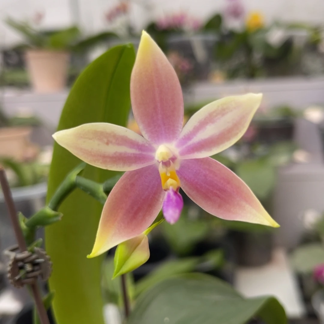 完全开放1141 3寸香妃 一物一拍