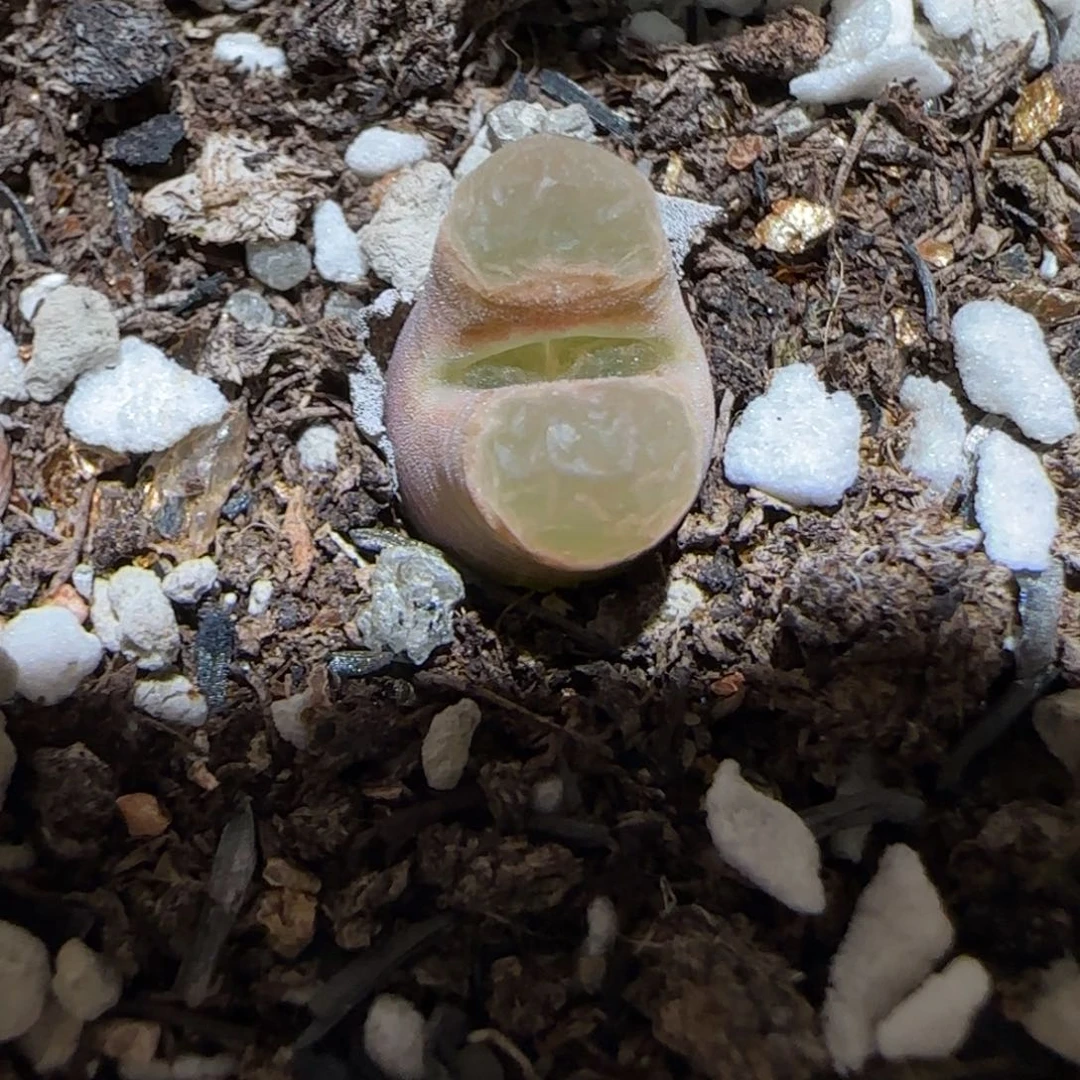 肉锥多肉植物百科-磁铁1707