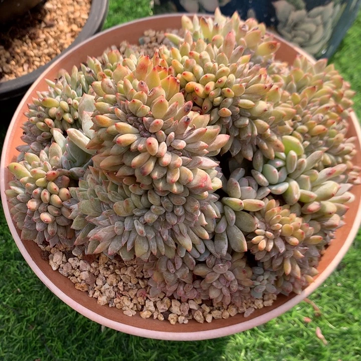 多肉植物星影缀化