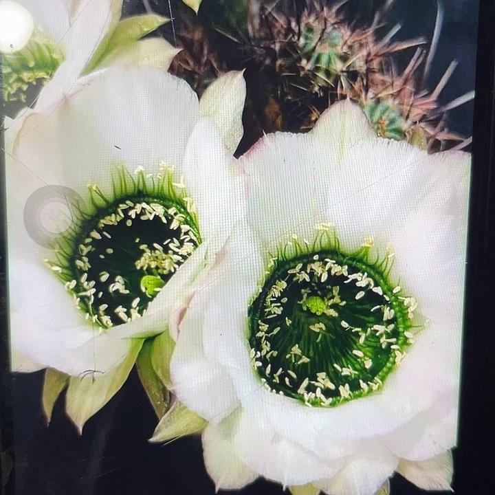丽花绿吼2公分以上侧牙