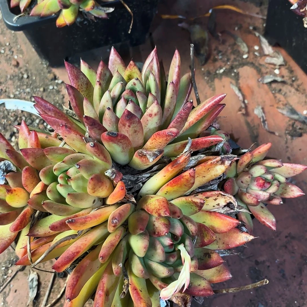 多肉植物冬云杂一颗343号不售后