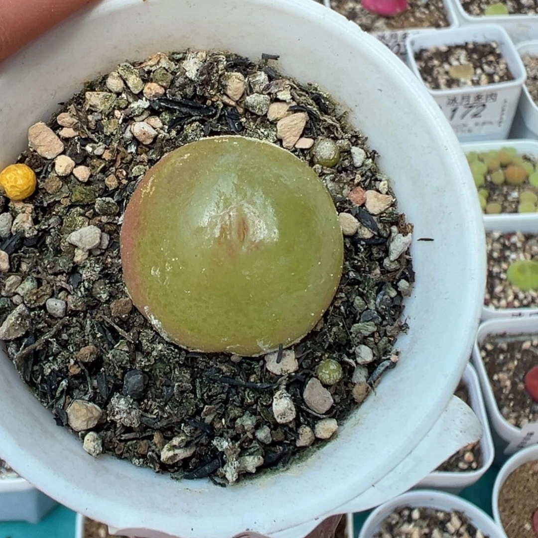 033灯泡带盆土发货