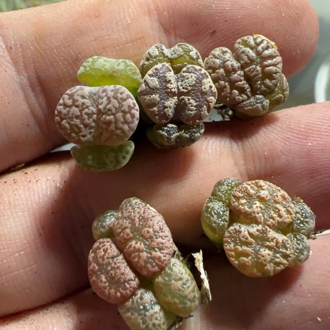 14-188肉锥多肉植物