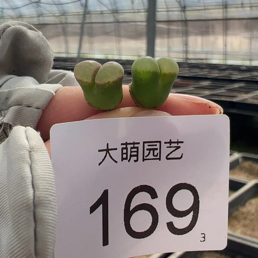 0000169量拍定向选拔克里普兰磁铁风铃2颗