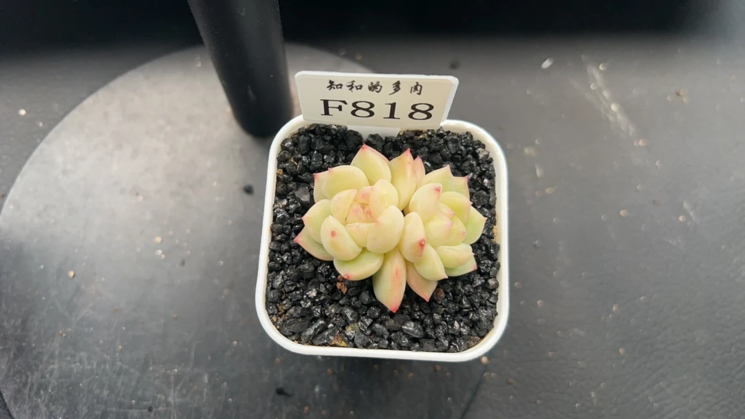 知和的多肉F818专拍链接