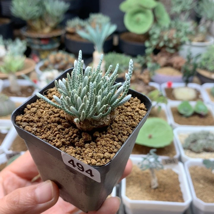 红花韧锦母本带盆494