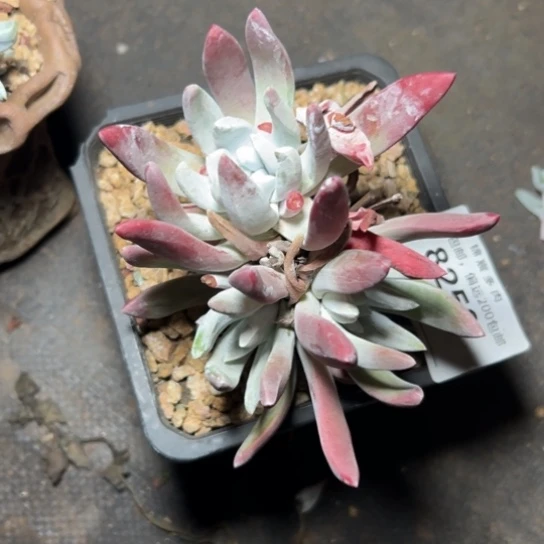 初霜苹果叶～一物一拍8253