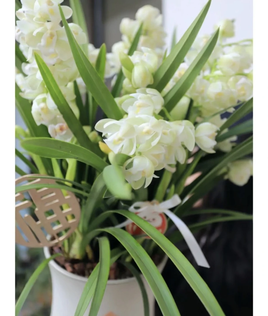 白玉香兰 高级桌面款圣洁之花 云南基地直发