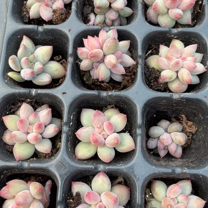 红虞美人。  三颗。