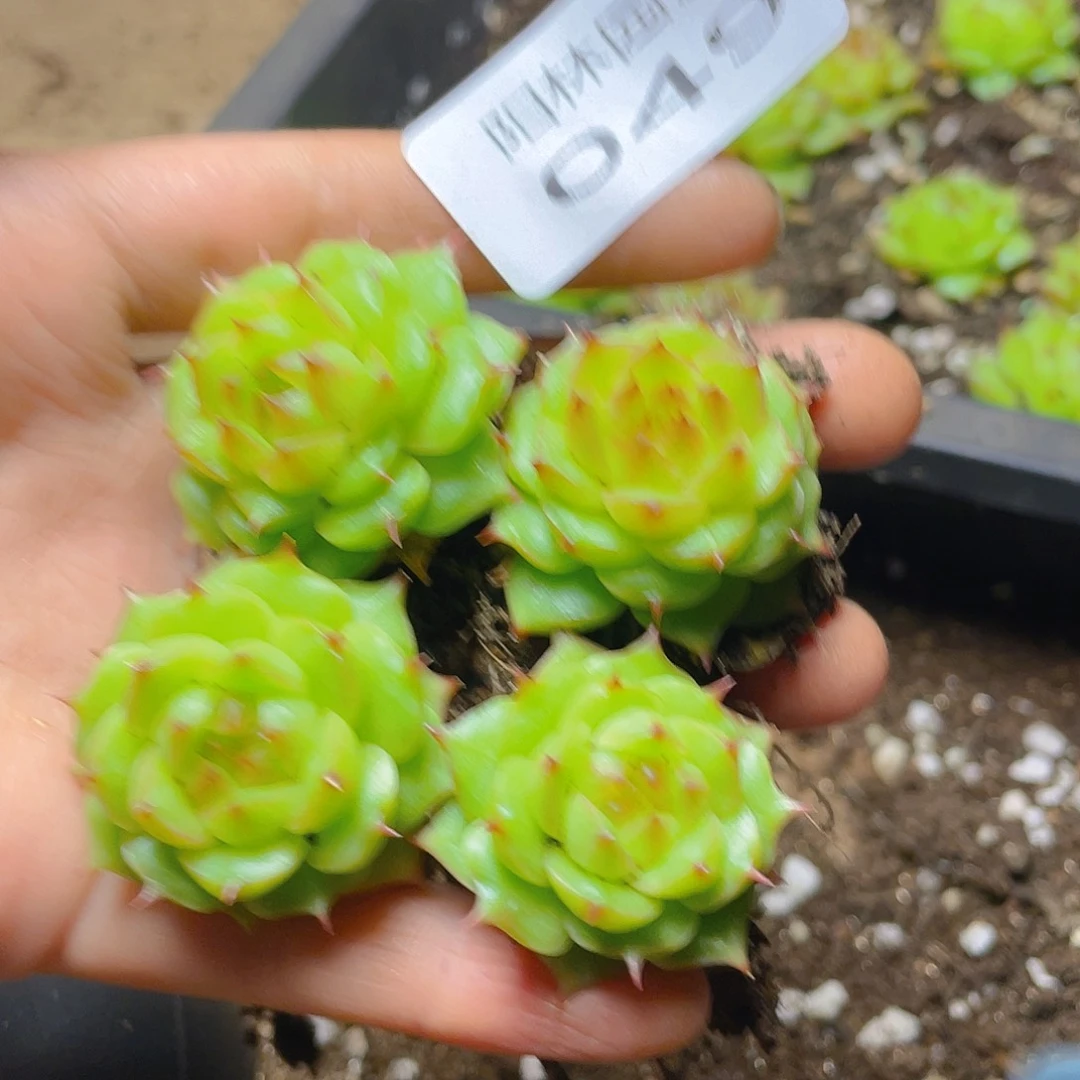 多肉植物多肉植物49