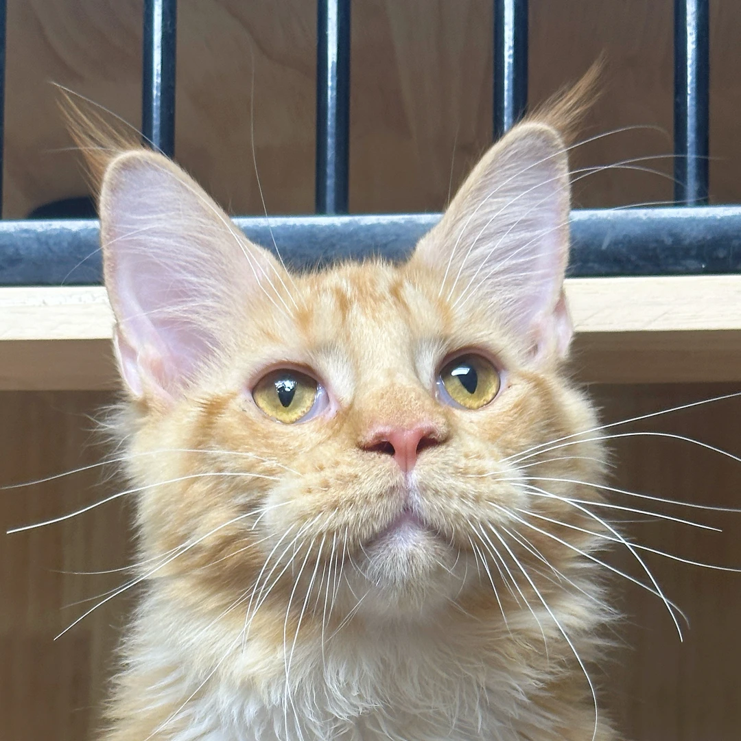 来了姊妹-红银虎加白缅因猫-弟弟-YZ02