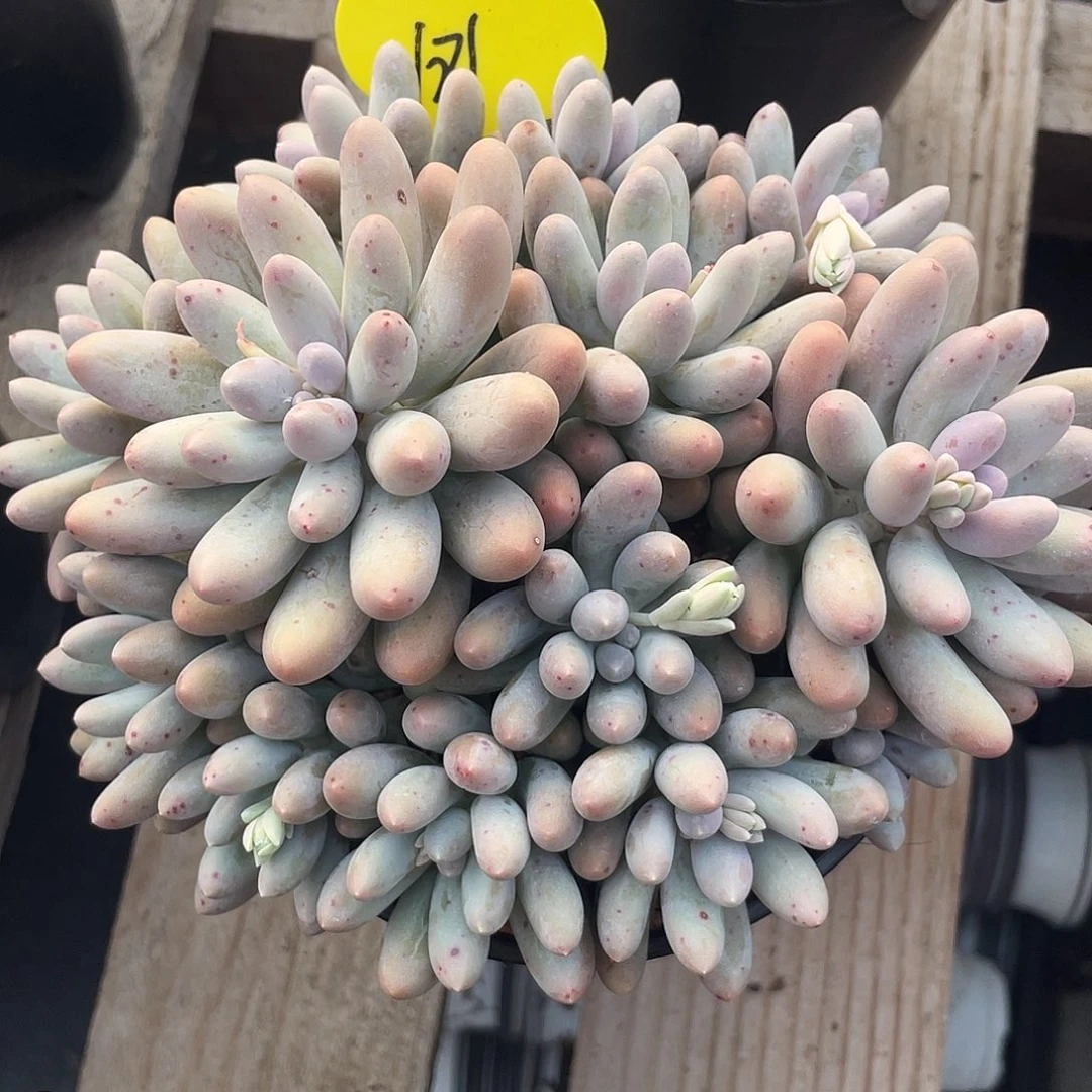 大叶奶酪汤圆多肉181