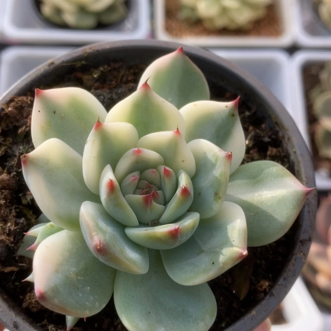 280锦锦锦锦锦锦锦锦锦