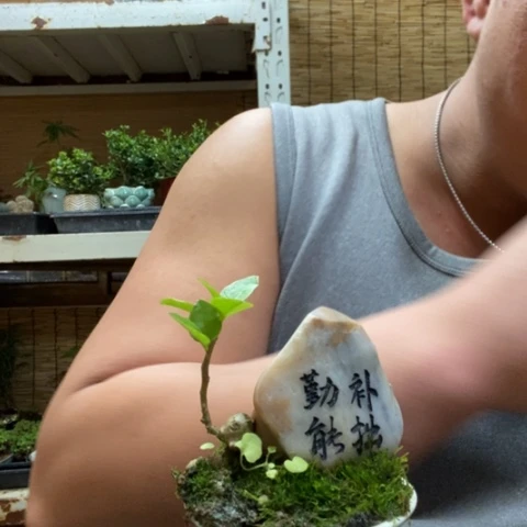 红陶一物一拍所见即所得68