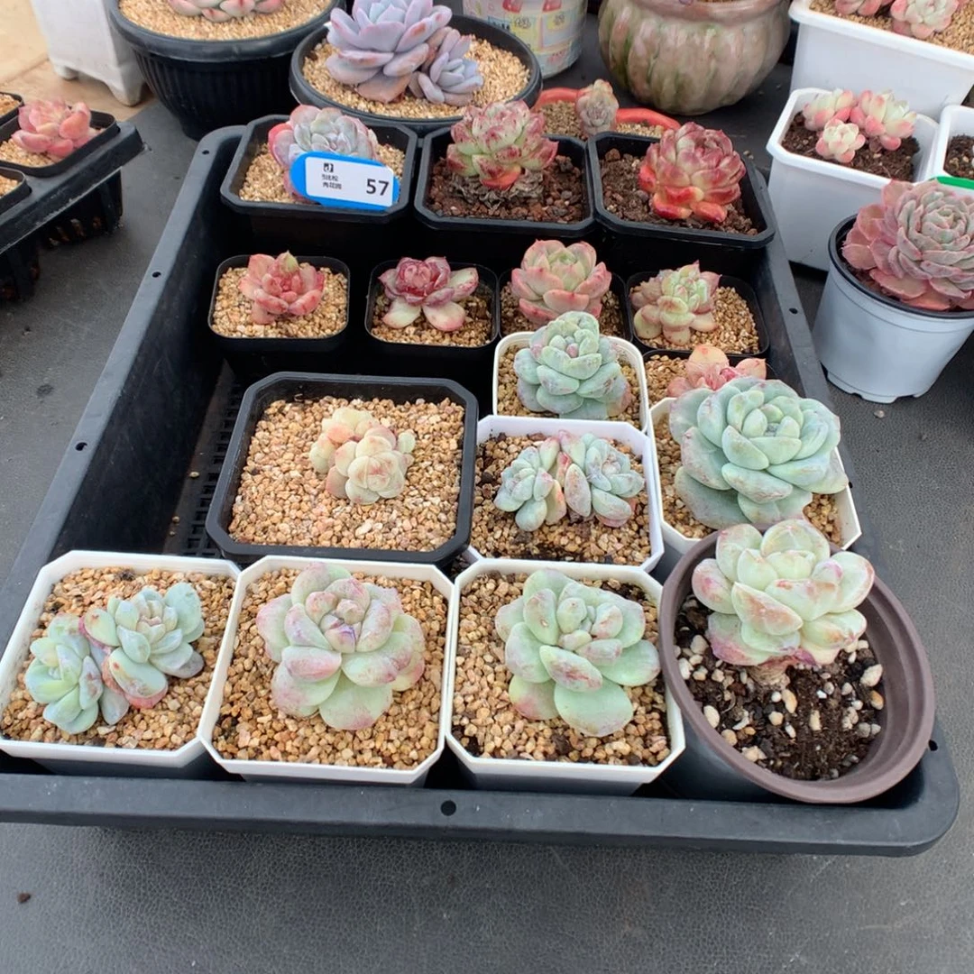 布***湖57 一组美肉多肉多肉