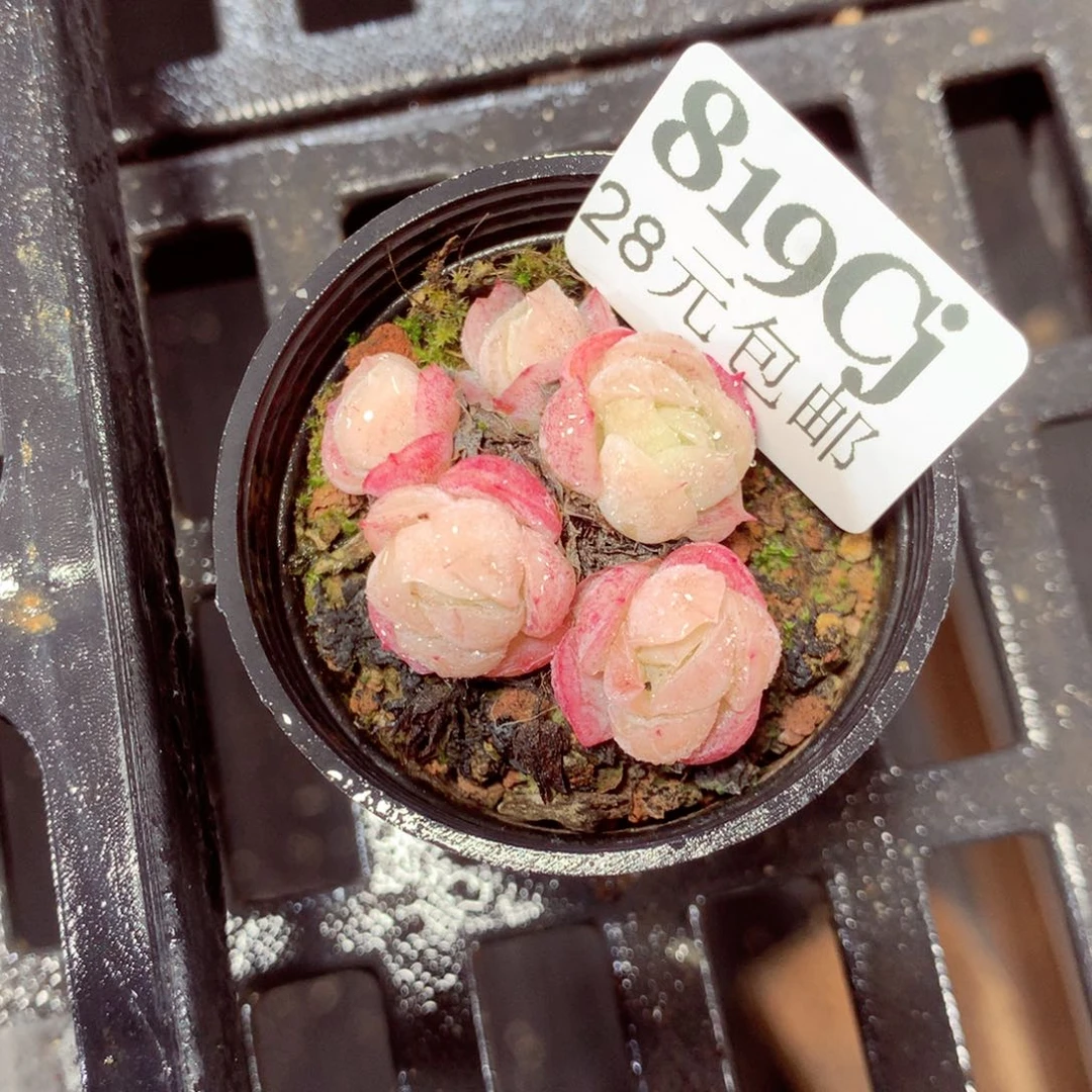 5厘米盆精控多肉819