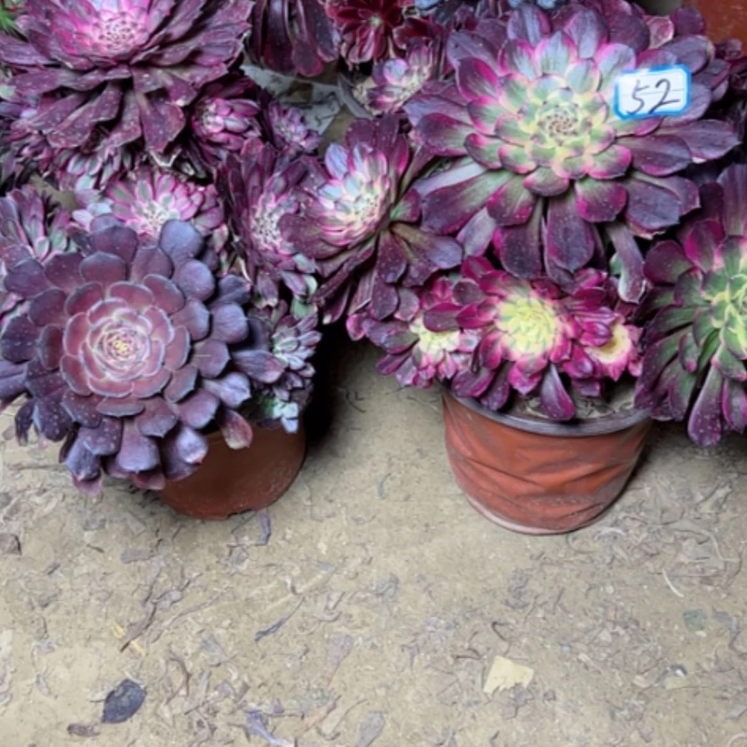 【闪购商品】春****。多肉植物两个52