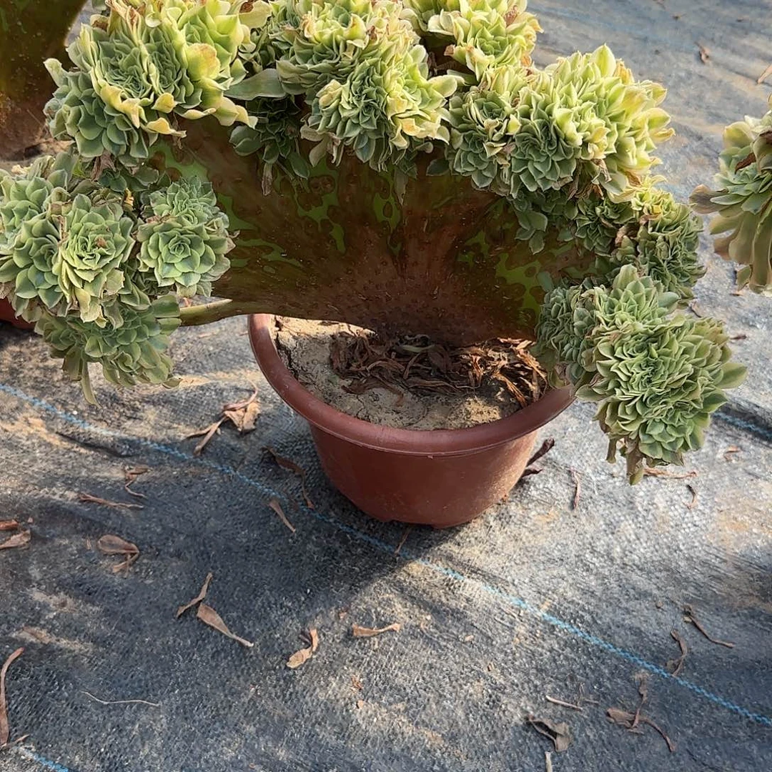 。***朗无花朵绿豆沙绣花来咯哦哦哦哦哦